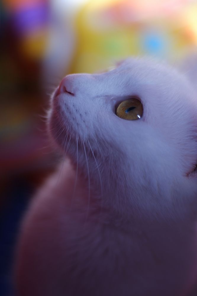 Фотография автора Егор Кондратьев