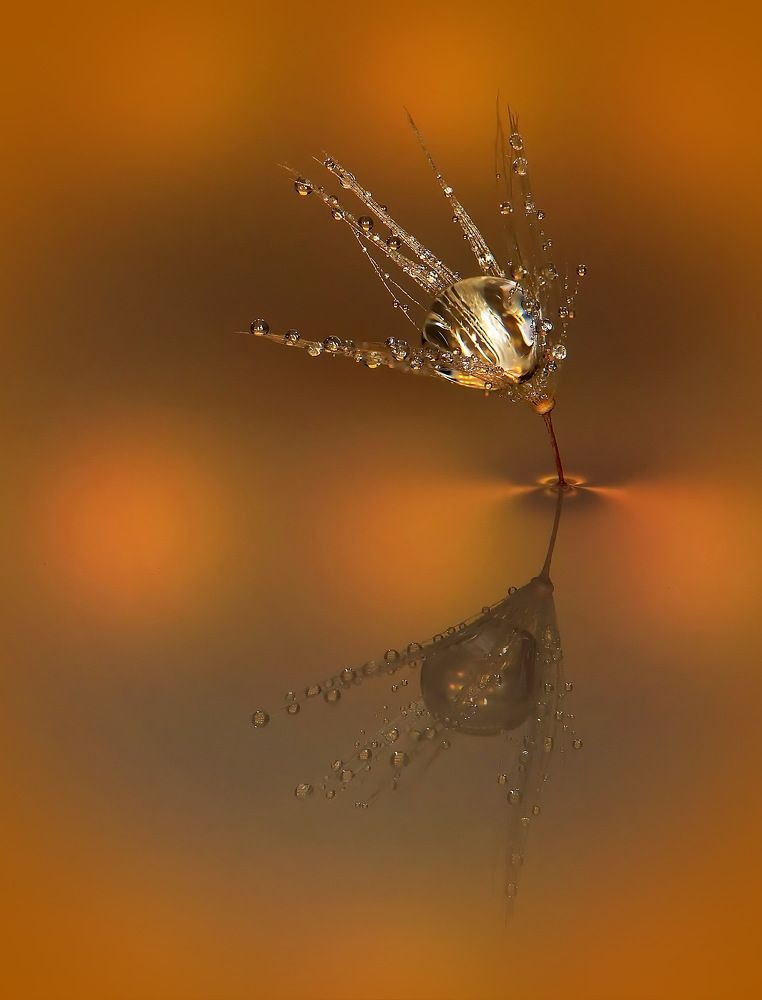 Макрокапли