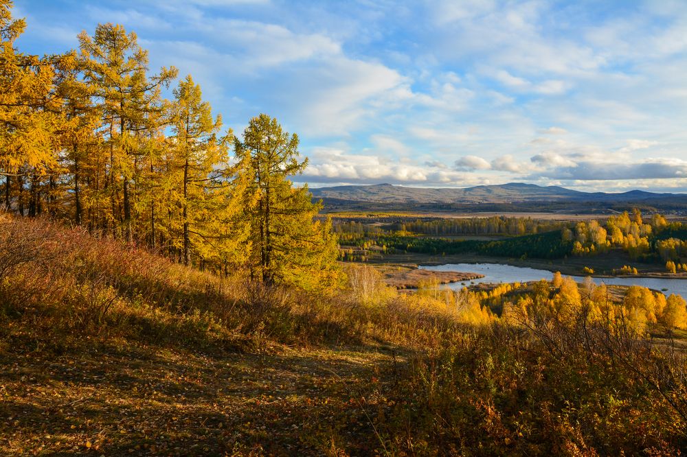 Ворожеич в золоте