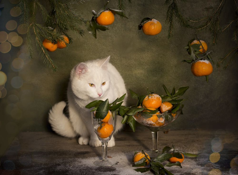 Photograph by Зимина Лионелла