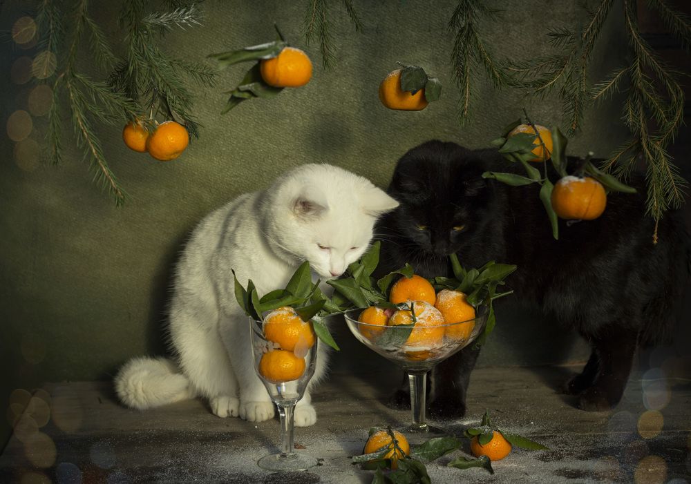 Photograph by Зимина Лионелла