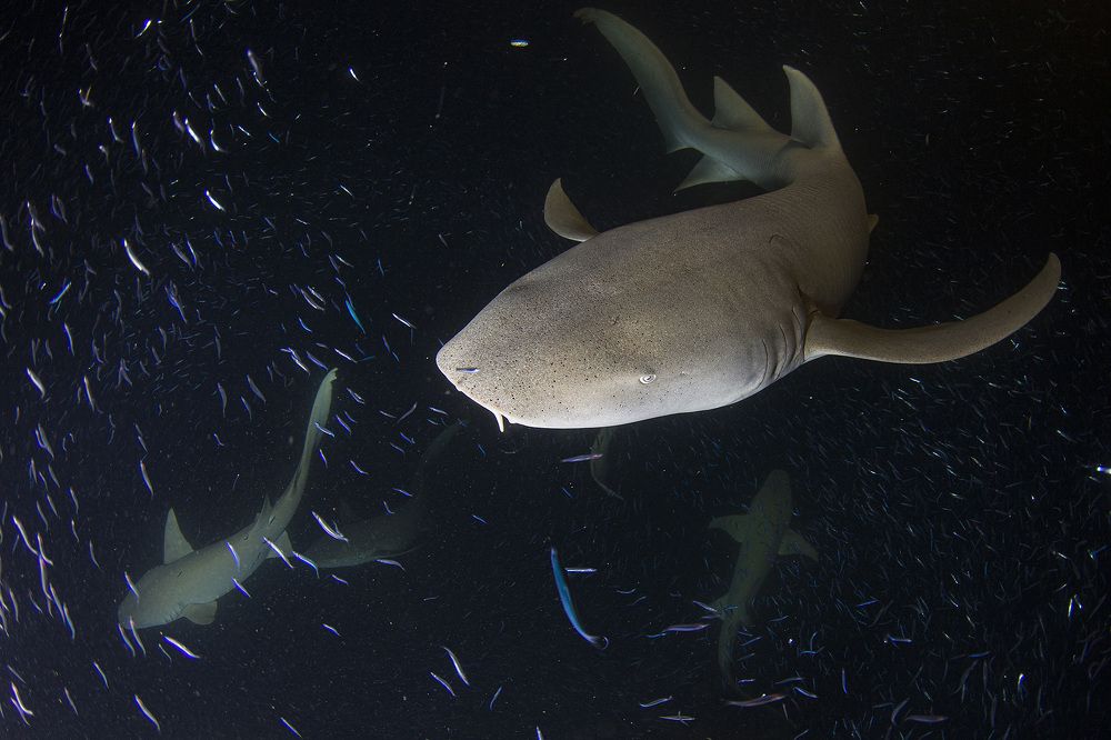 Мы не надолго