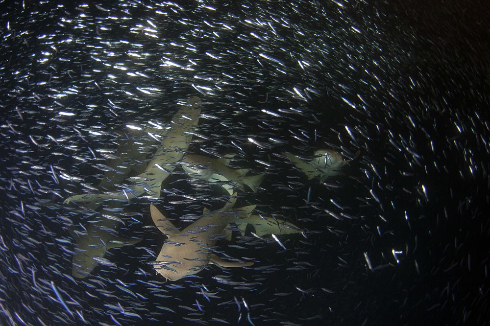 Большая семейка