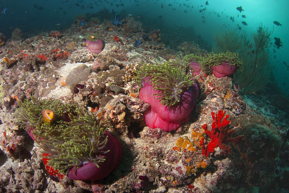 Перспектива