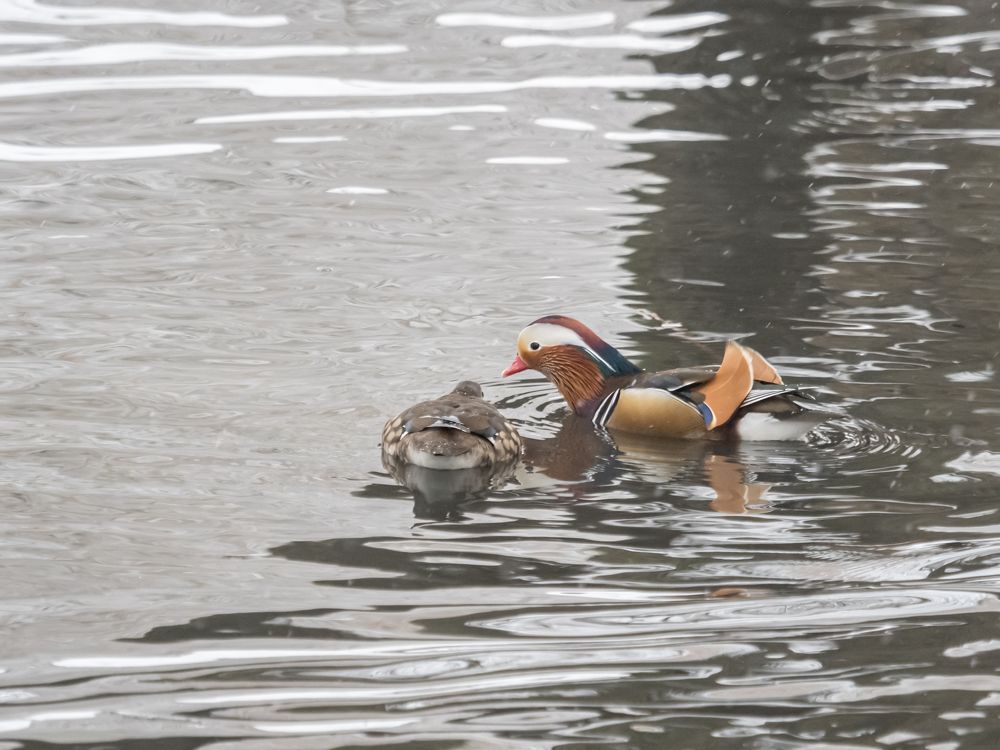 Зима не помеха