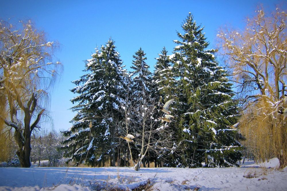 Photograph by Владимир Подкуйко