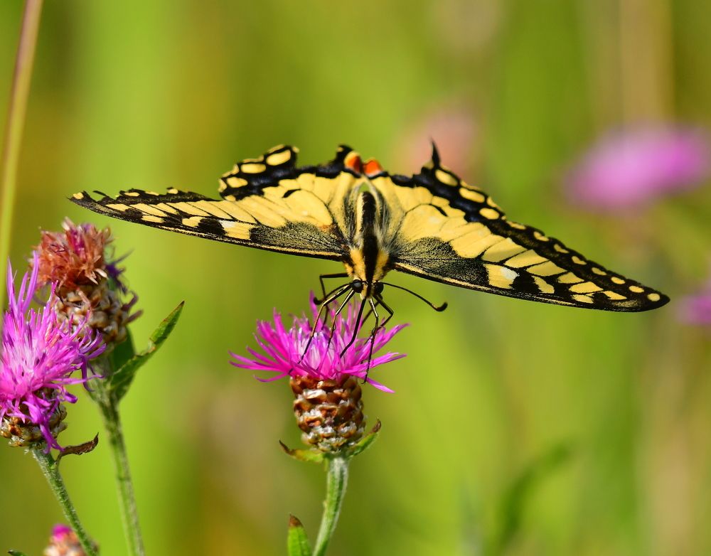 Photograph by Николай Абакумов