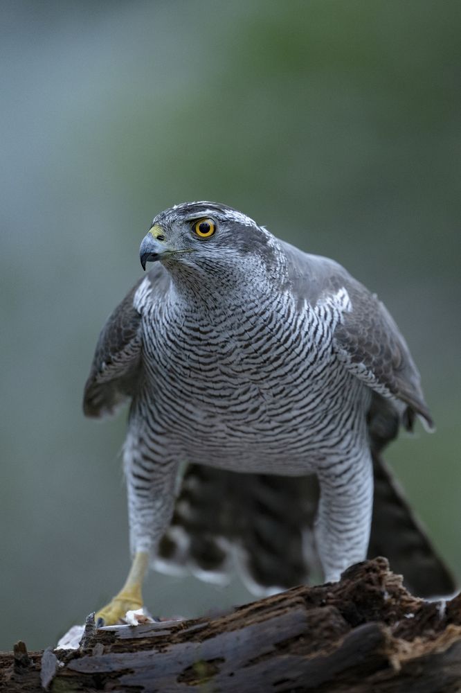 Photograph by Ernestas Balcikonis