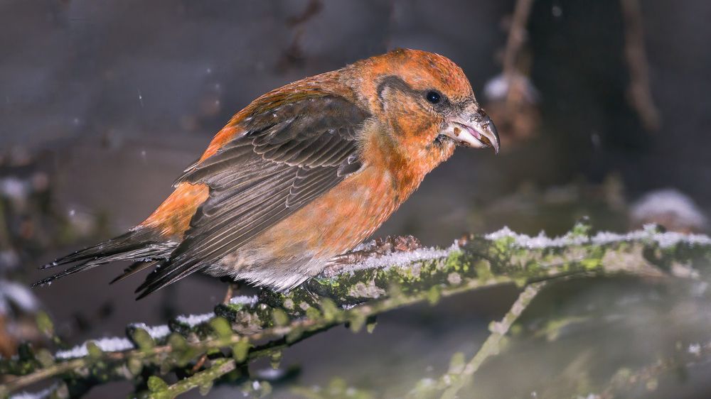 Попугай Северный, морозоустойчивый!