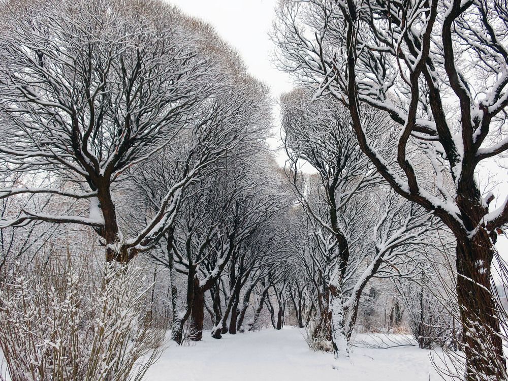 Photograph by Ольга Стоун