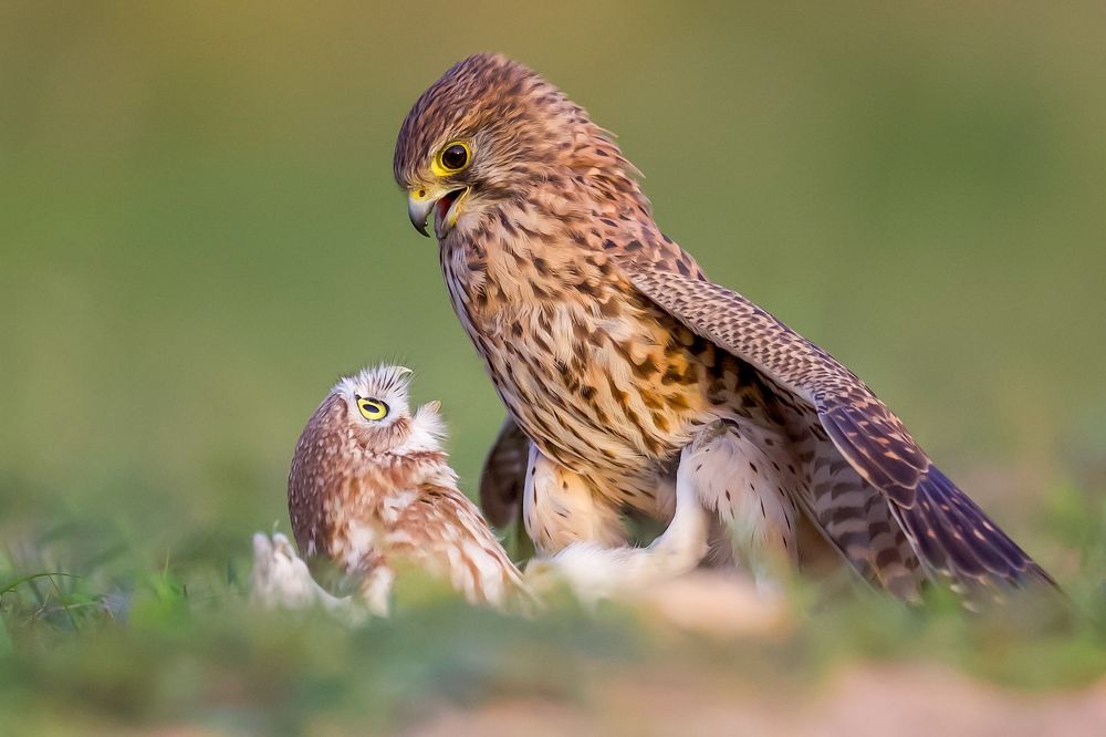 Фотография автора David Manusevich