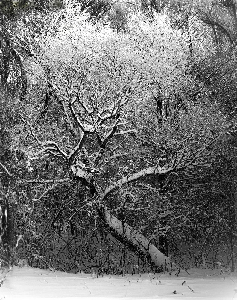 Дерево в снегу
