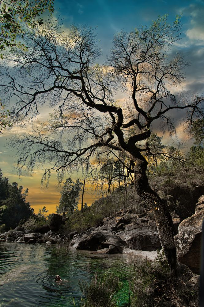 Uma Arvore as suas estórias