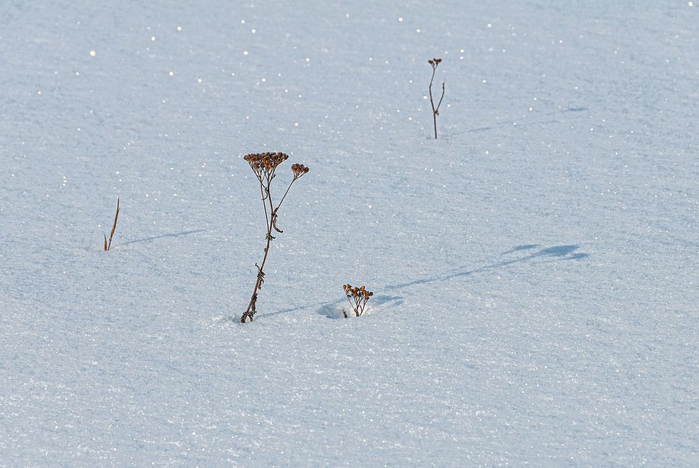 Photograph by Vladimir  Komarov