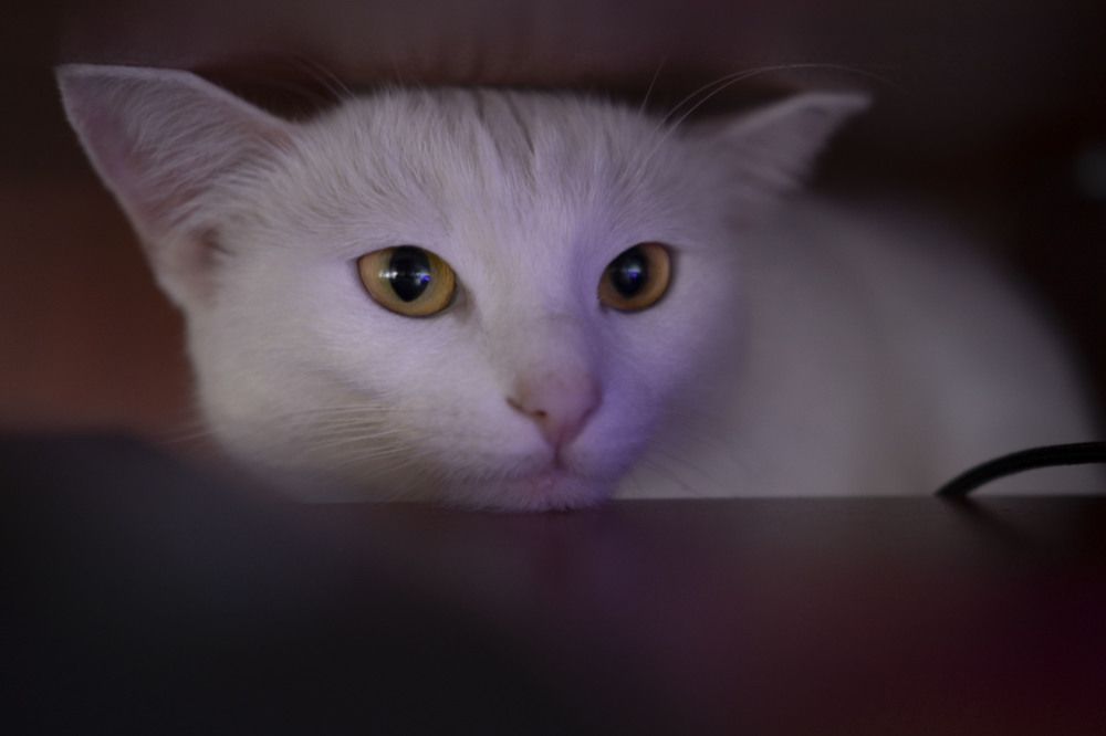 Фотография автора Егор Кондратьев