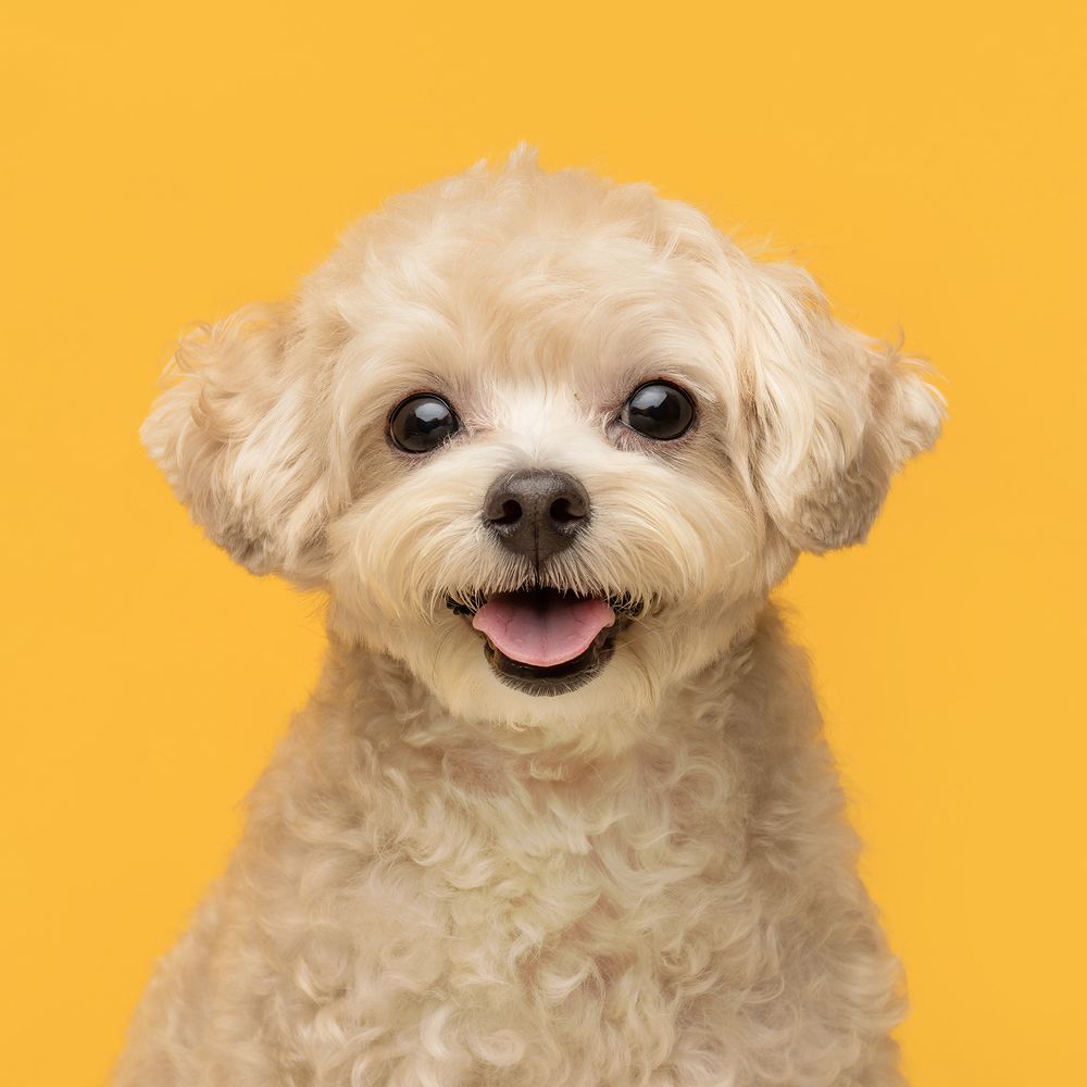 Фотография автора Bernard Sim