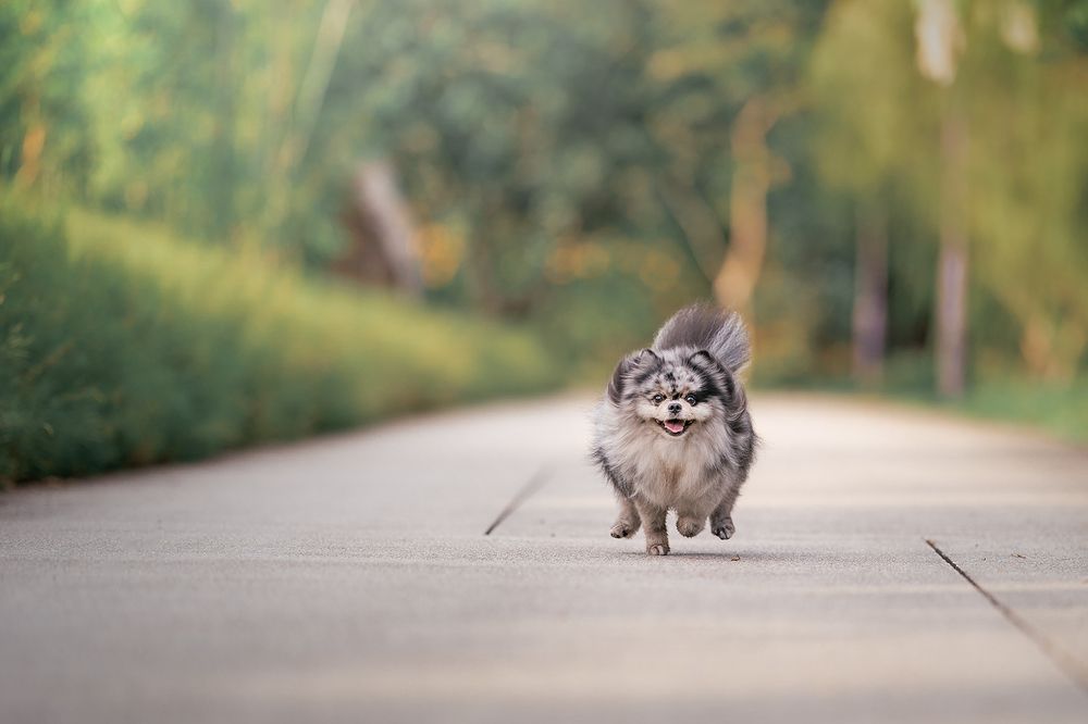 Фотография автора Bernard Sim