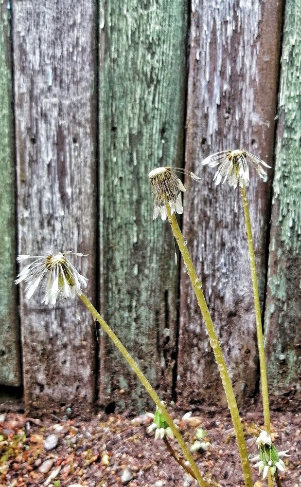 Фотография автора НАТАЛЬЯ СЕВЕР