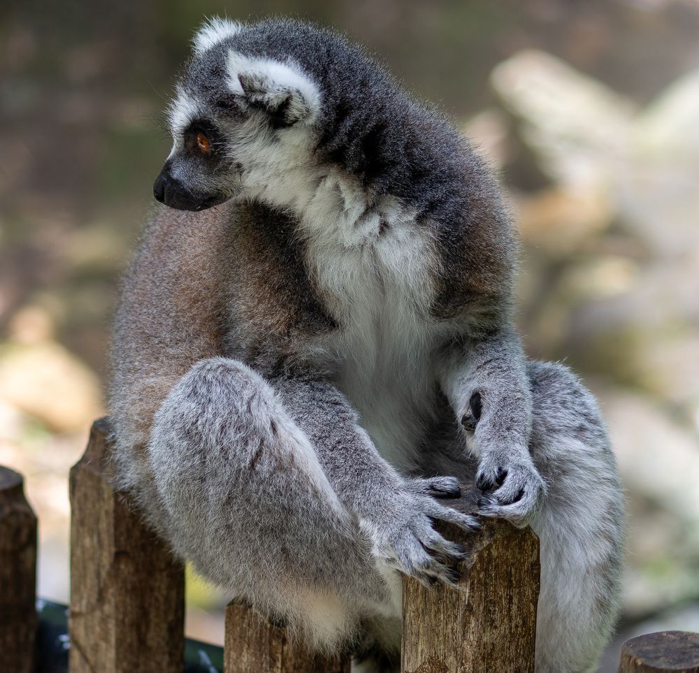 Photograph by Febin Thomas