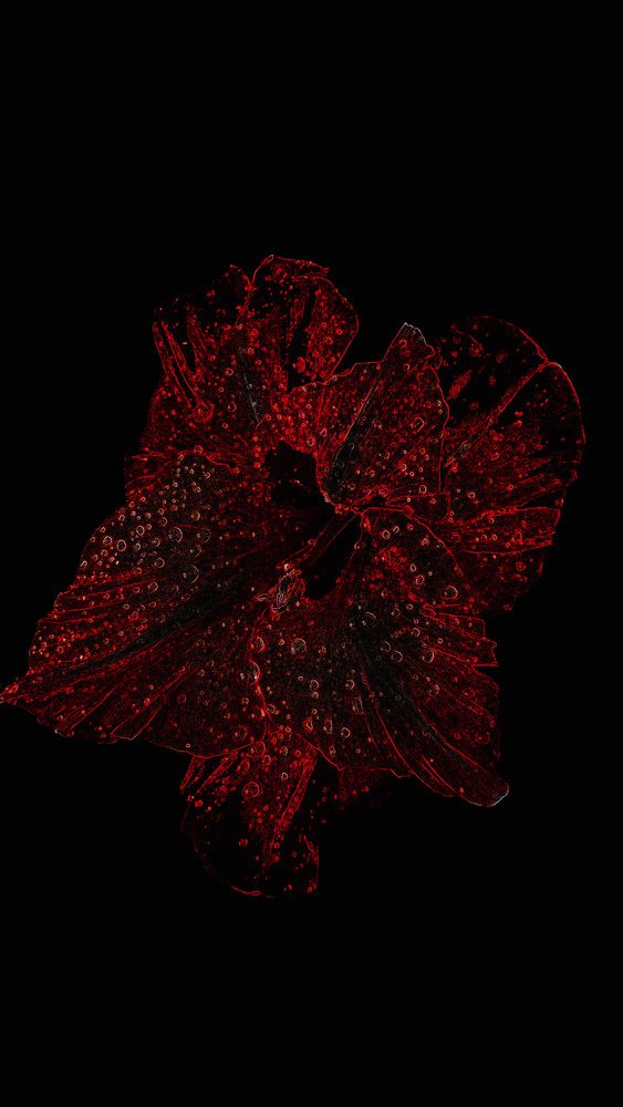 Photograph by Олена Уманцева