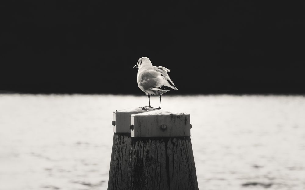 Photograph by Abdullah Ahmad