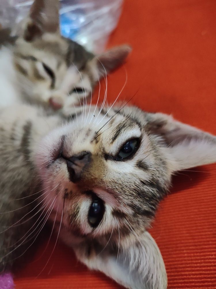 Photo #10030185
