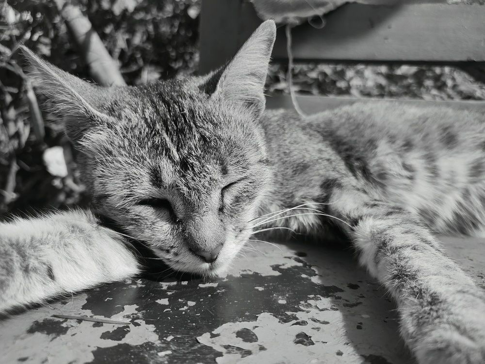 Photo #10030186