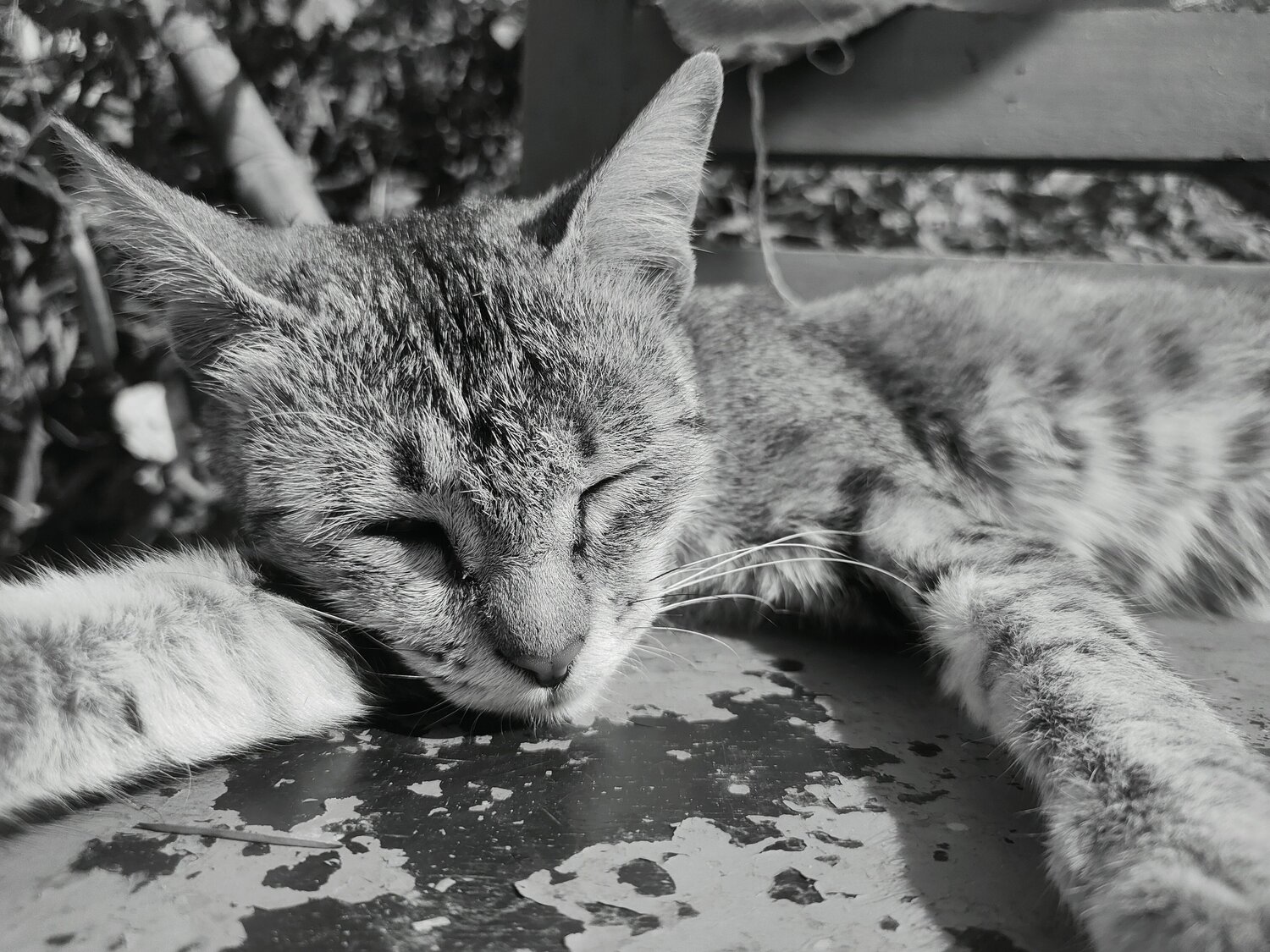 Photo #10030186