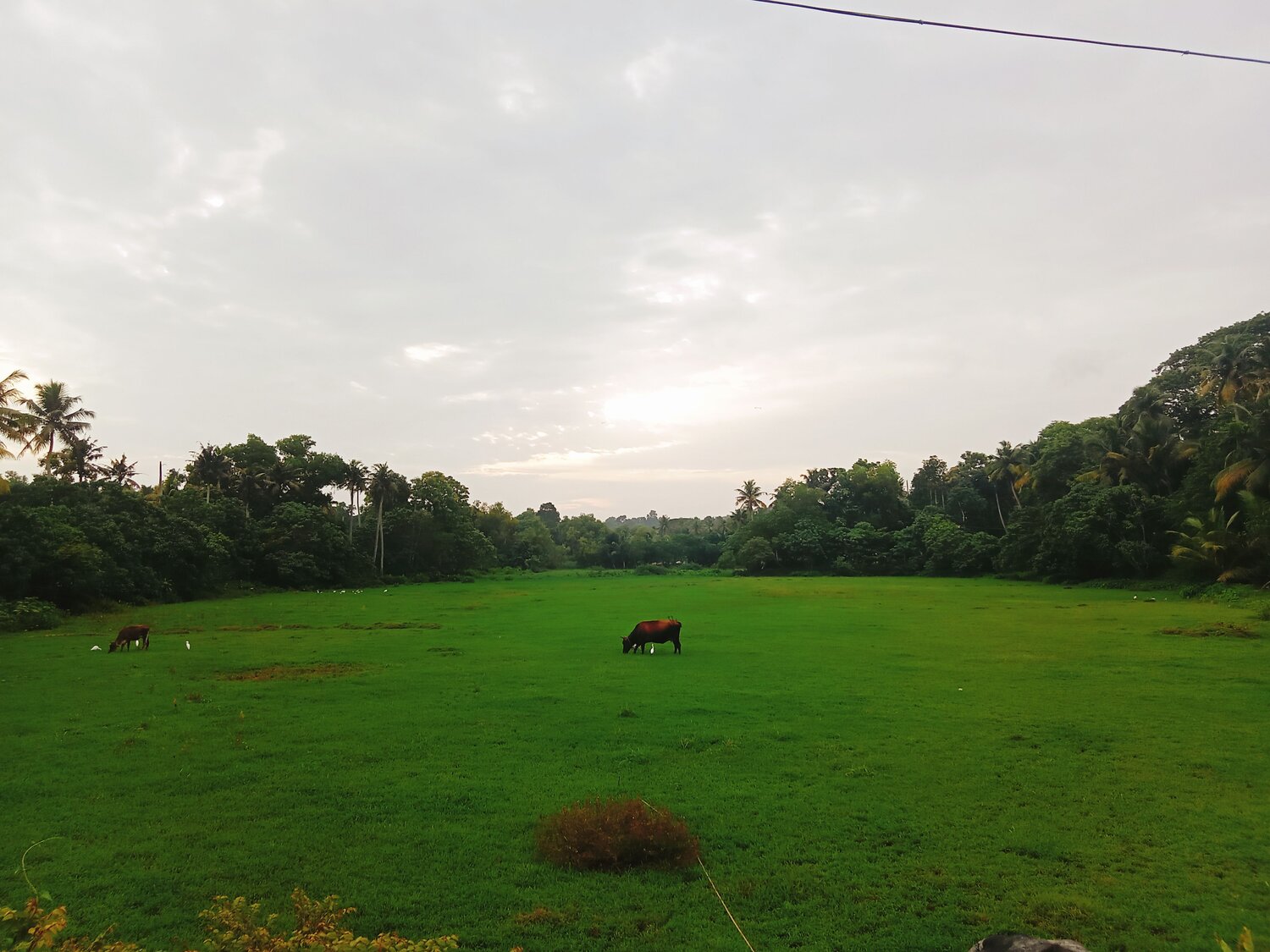 Photo #10030438