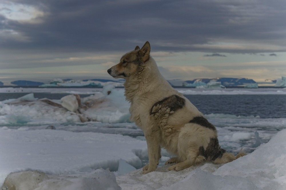 Photograph by Алексей Логинов