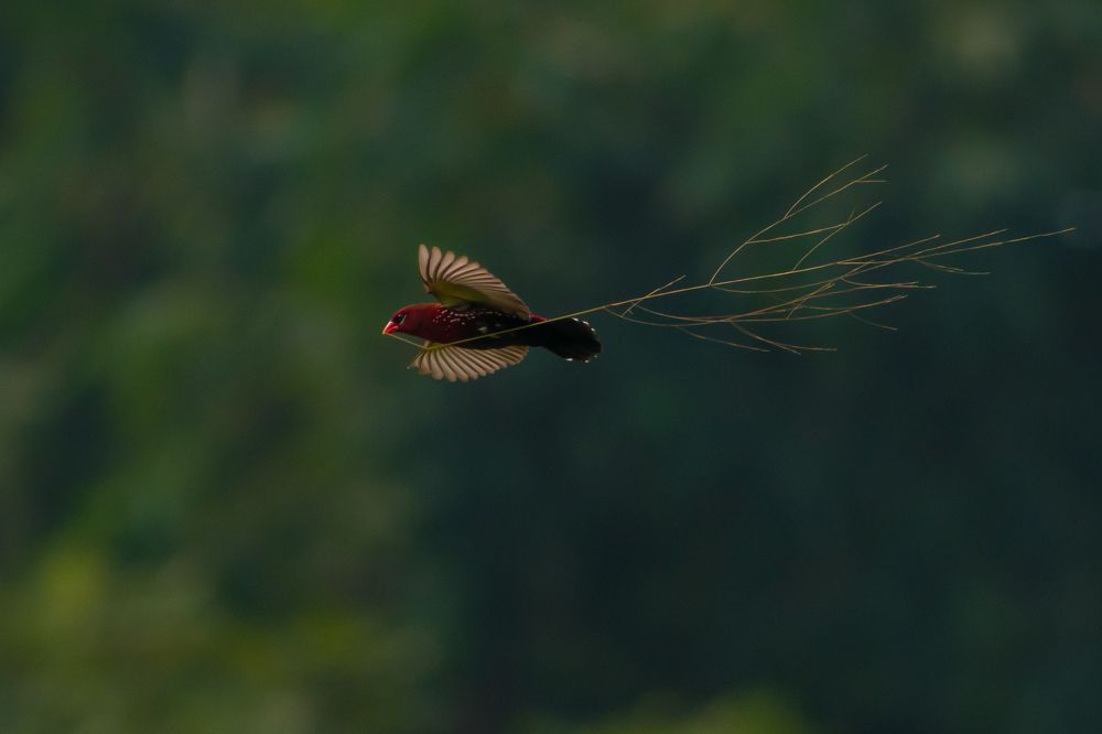 Photograph by Saptarshi Chatterjee