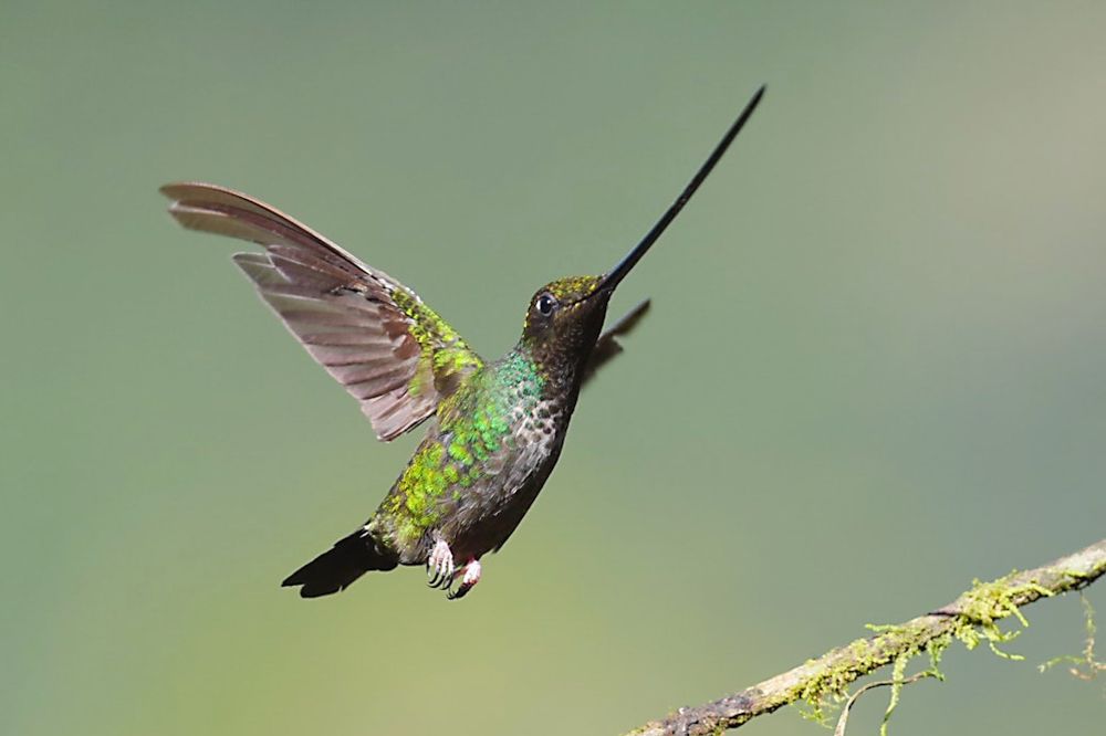 Фотография автора Jian Ma