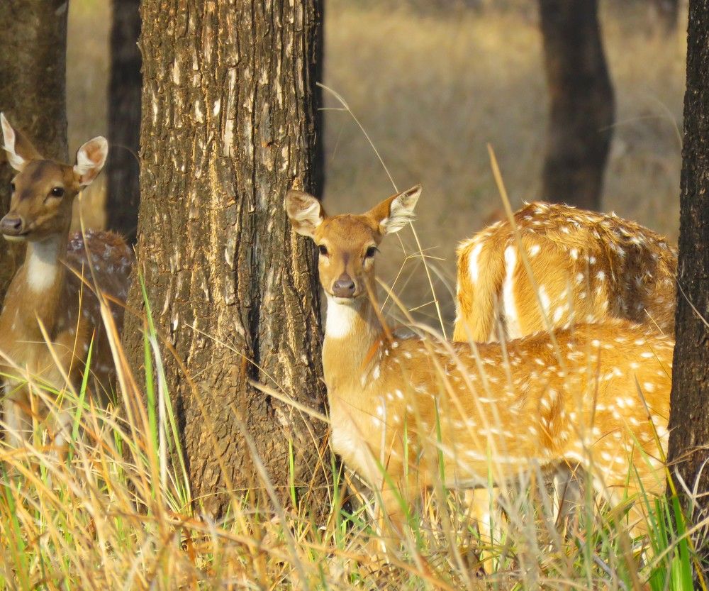 Spotted Deer Montage