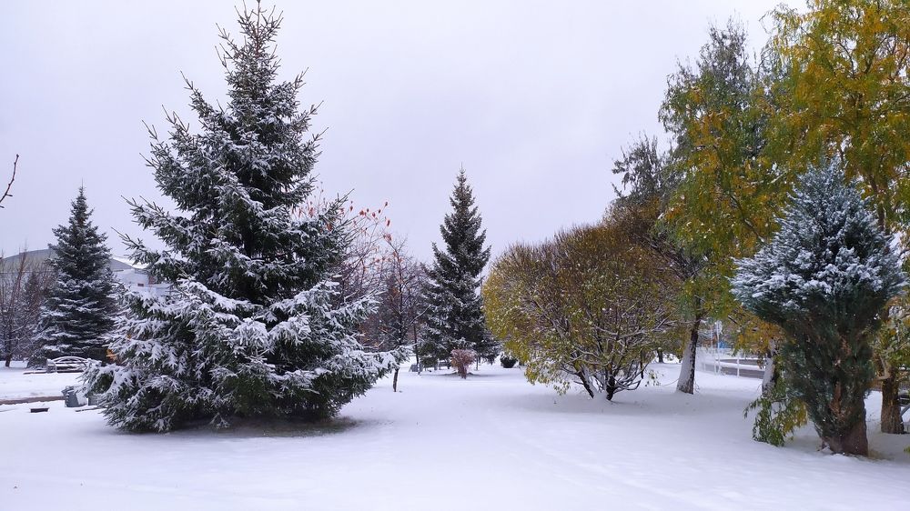 Ранняя зима