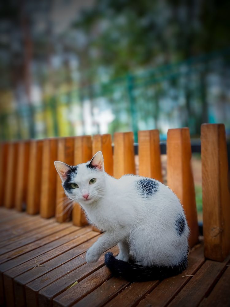 Photograph by Олега Тор