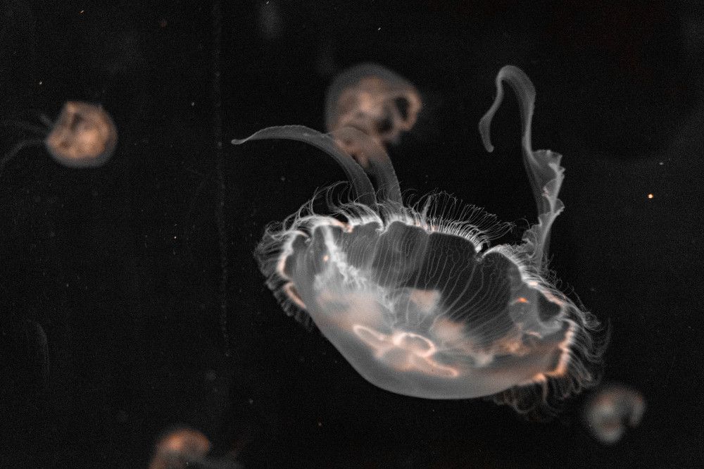 Photograph by Jeisson Leiton