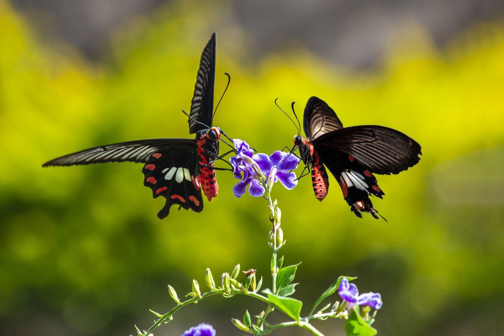 Photograph by NeCoTi ChonTin