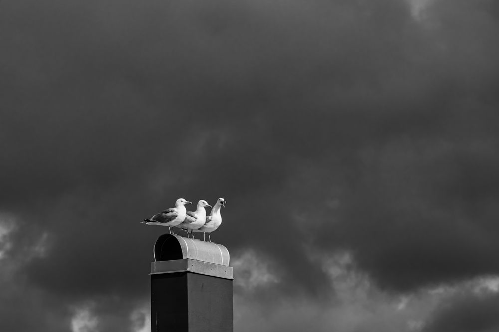 Photograph by Ivars Salmanis