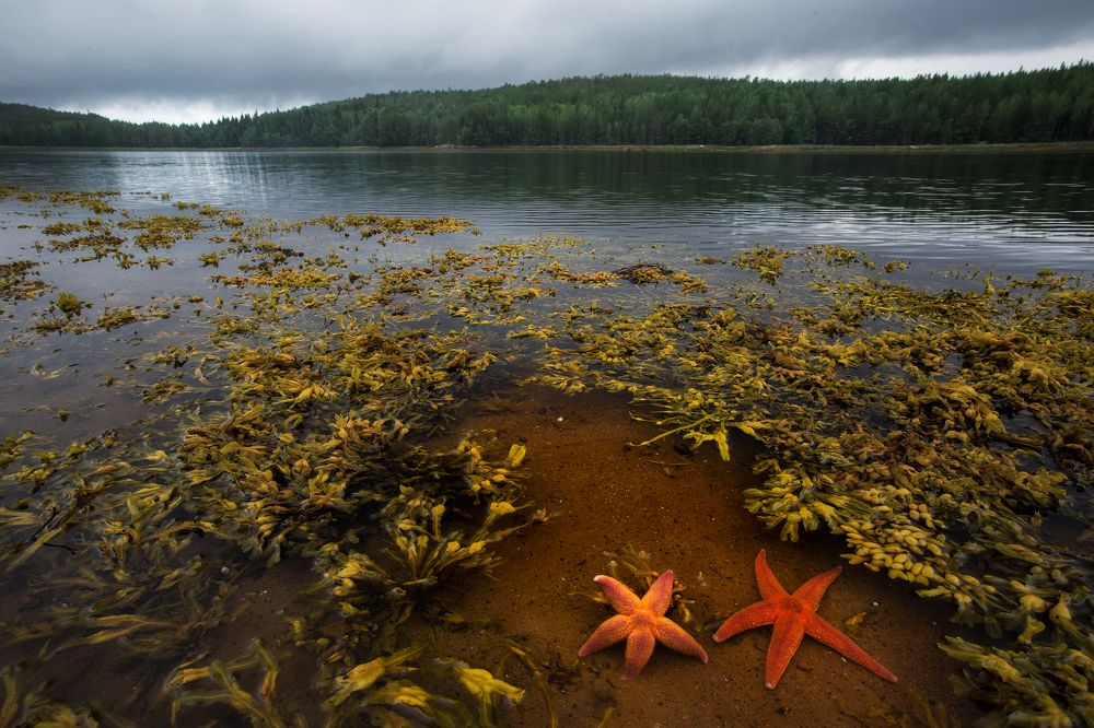 Photograph by Дмиитрий Лабушев