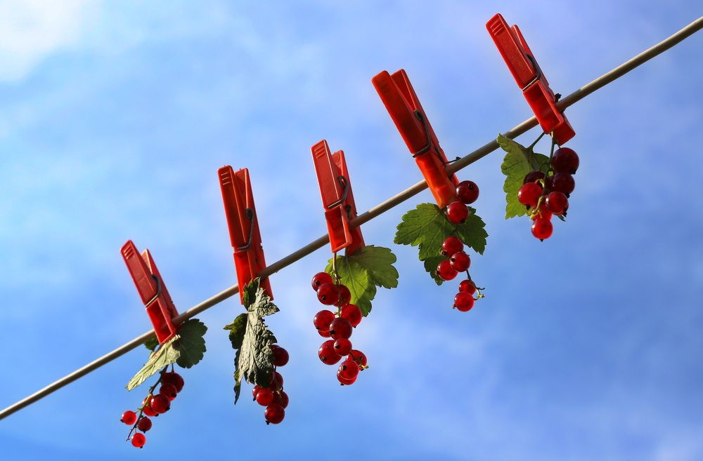 Фотография автора Колосова Елена