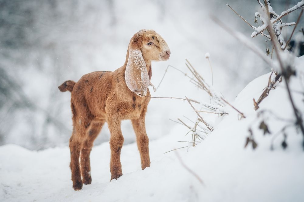 Photograph by Елена Раздвилова