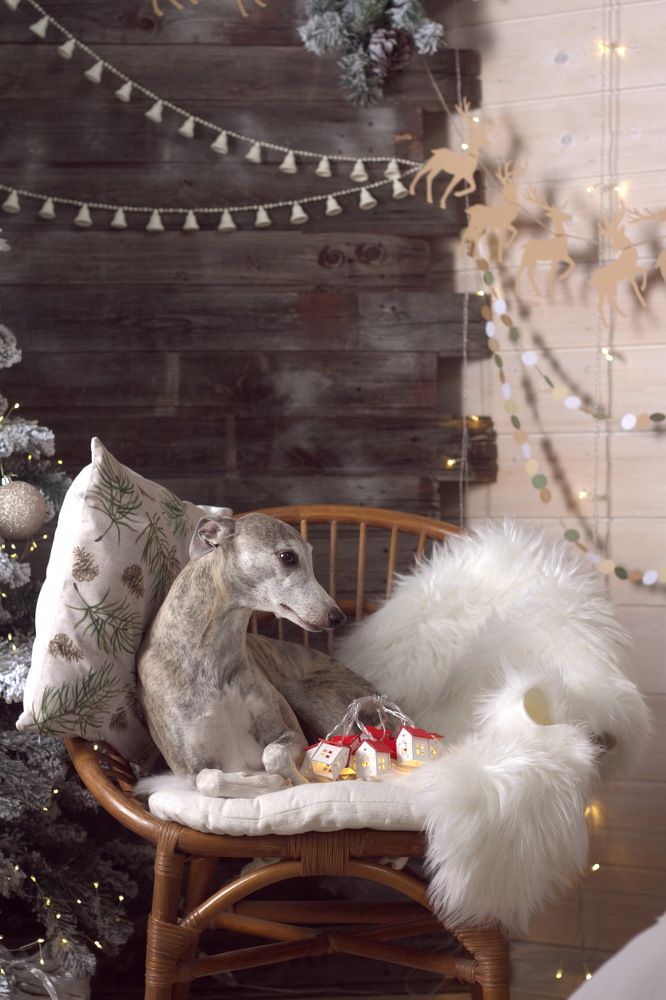 Новый год у любимой собаки
