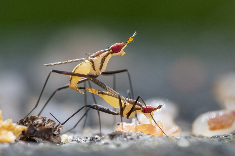 Фотография автора Rajeev Amaratunga