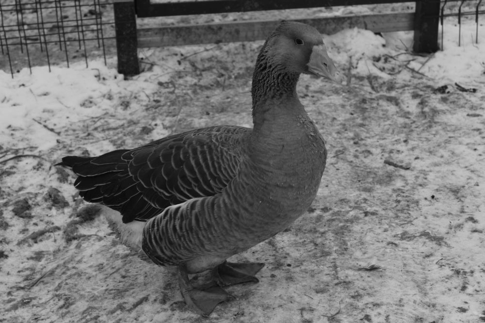 Photograph by Ксения Юргенфельд