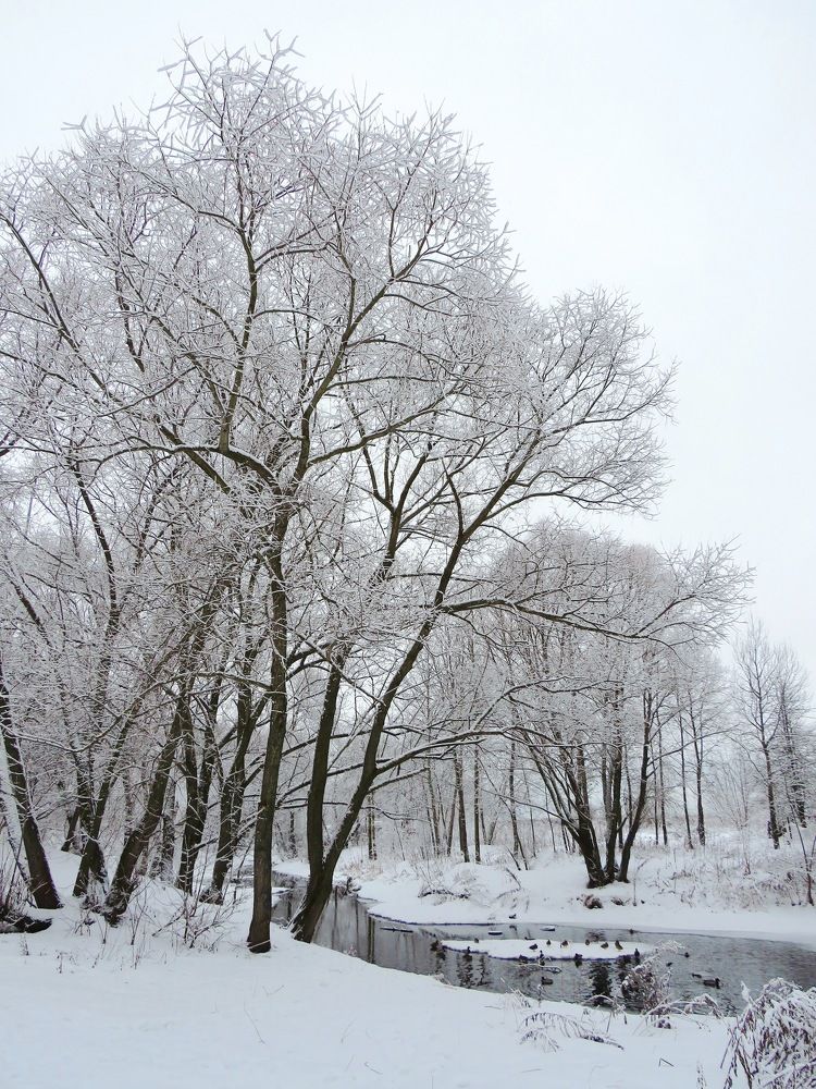 Зимнее утро у реки