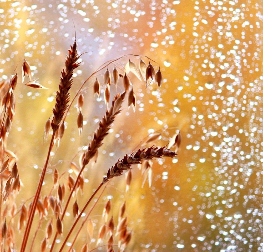 Чем пахнет дождь?