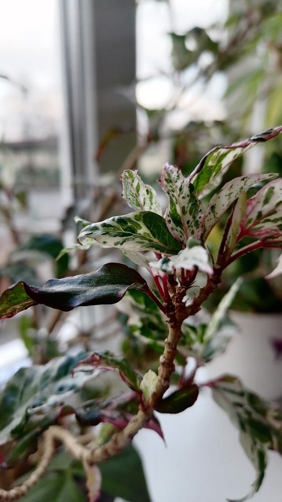 Фотография автора Кулиш Татьяна