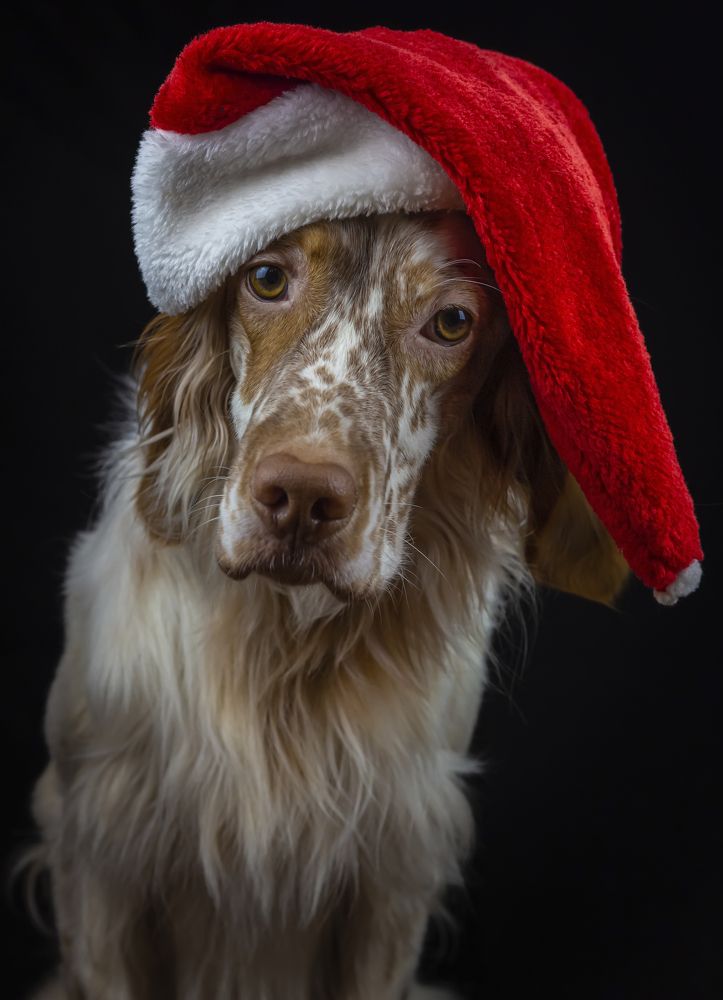 Английский сеттер. Портрет новогодний