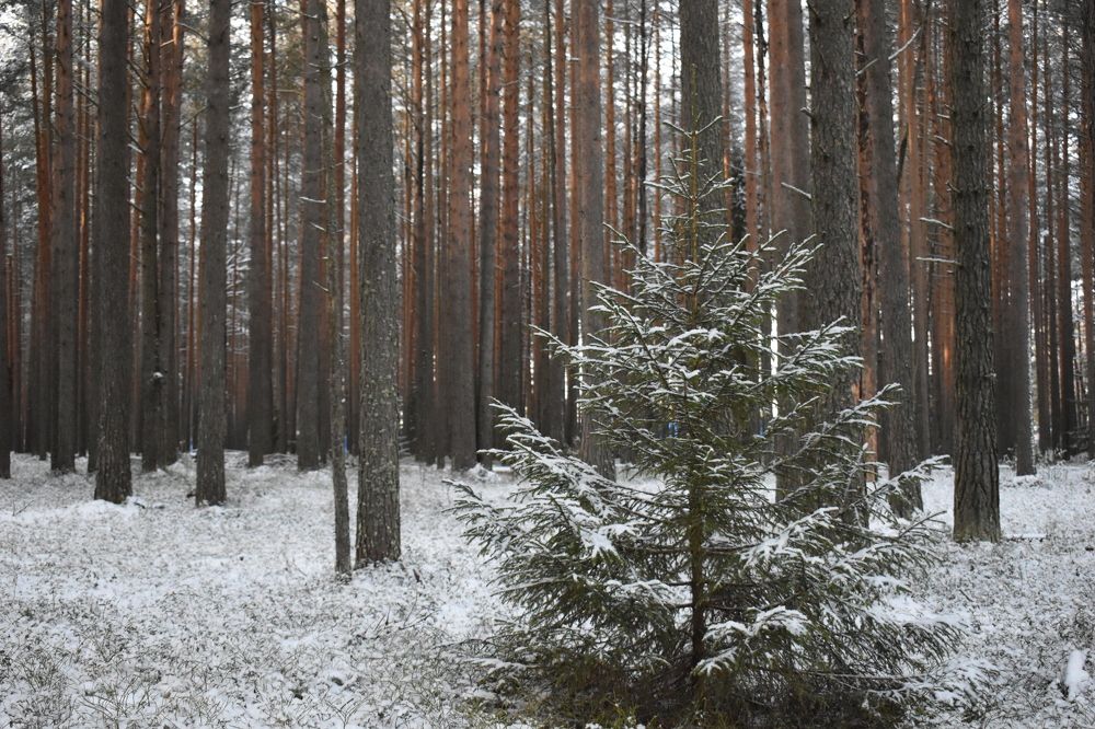 Photograph by Михаил Костыря