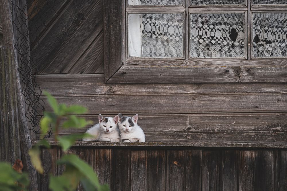 Photograph by 